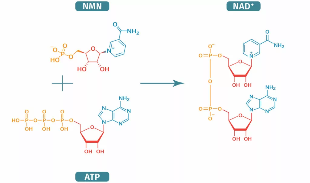 NMN: The Molecule of Youth and Vitality?