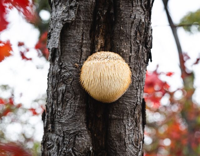 Lion’s Mane: The Mushroom Boosting Brain and Body Wellness