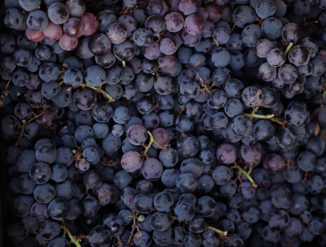 Resveratrol: The Power Behind Red Wine and Beyond